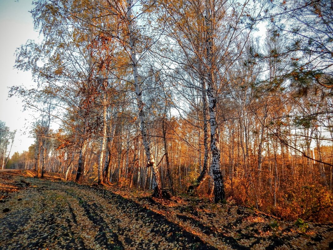 В свете утренней зари! - Елена Хайдукова  ( Elena Fly )