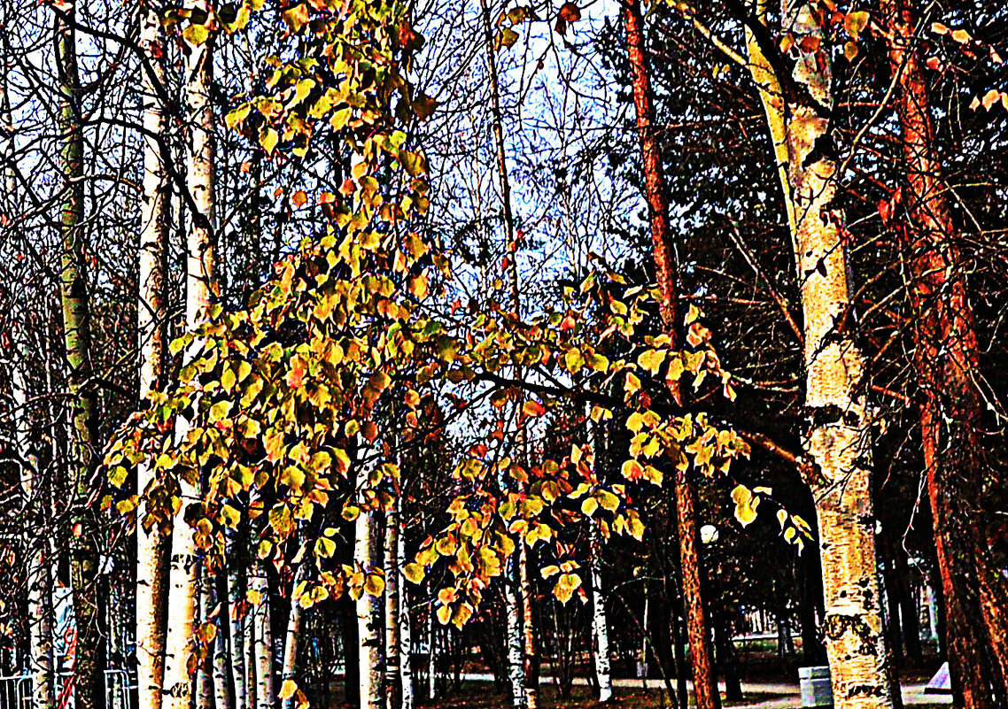 Октябрь...Березы не сдаются поздней осени! - Владимир 