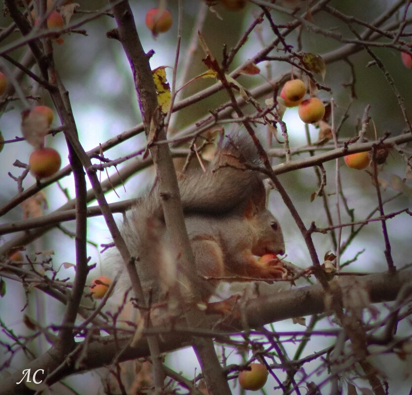 Сбор урожая - Любовь Сахарова