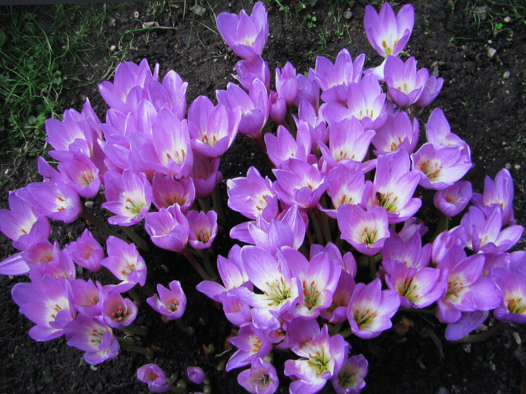 Во всей красе - Людмила Смородинская Во всей красе - Людмила Смородинская