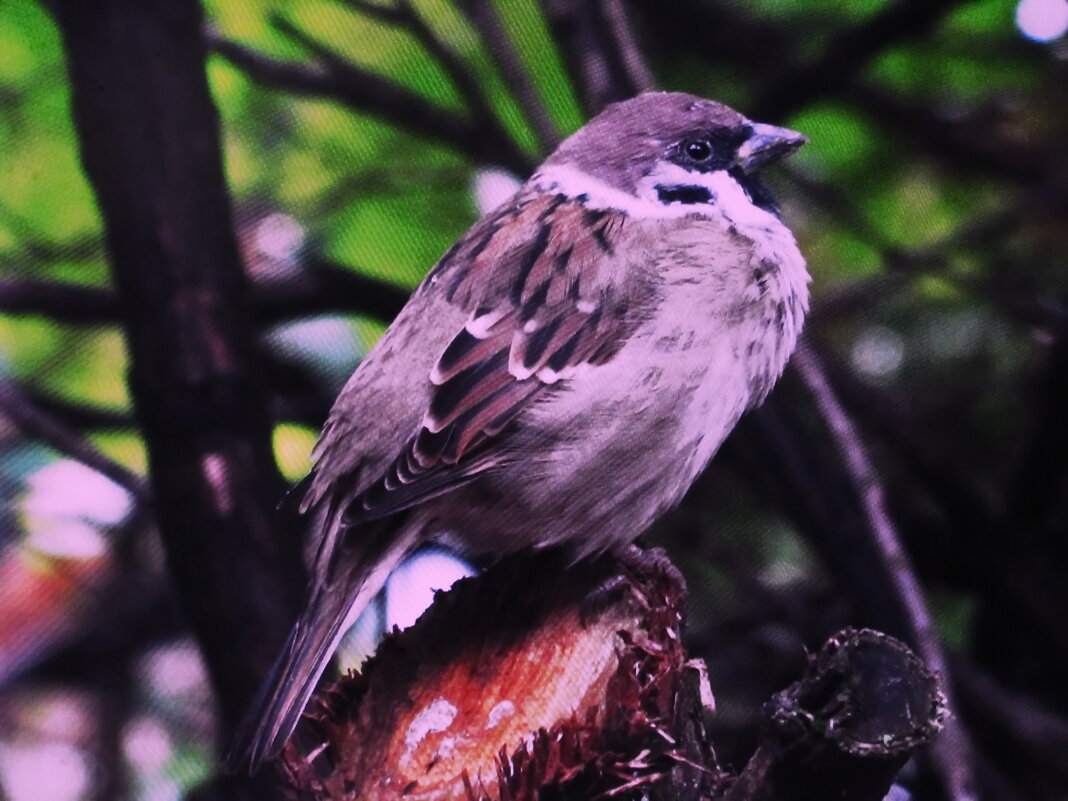 Объелся - Людмила Смородинская Объелся - Людмила Смородинская