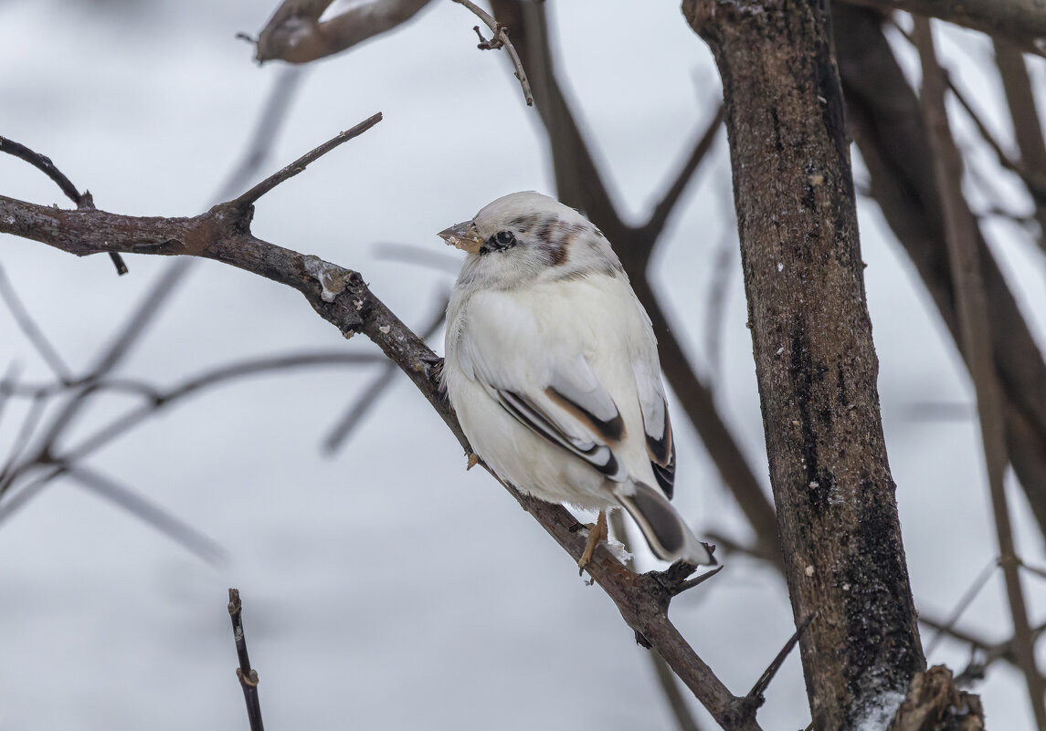 из жизни воробьев.белый воробей. - юрий макаров