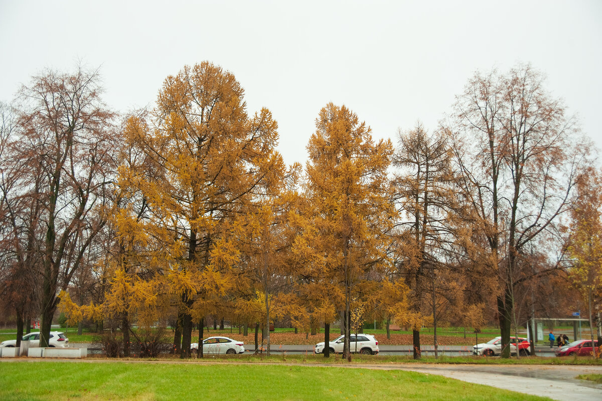 Парковое золото. - Николай 