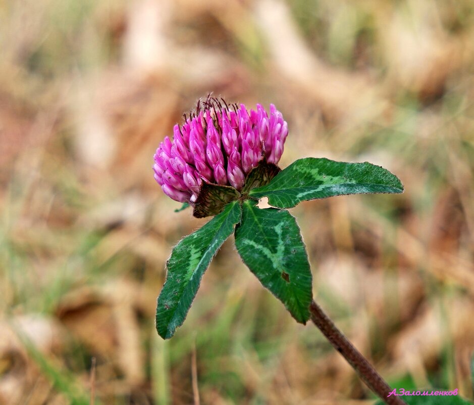 Клевер октября... - Андрей Заломленков
