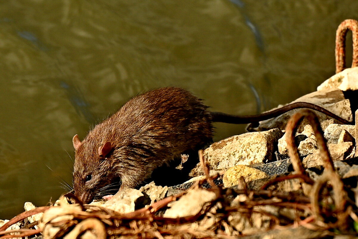 У городского озера... - Николай Саржанов