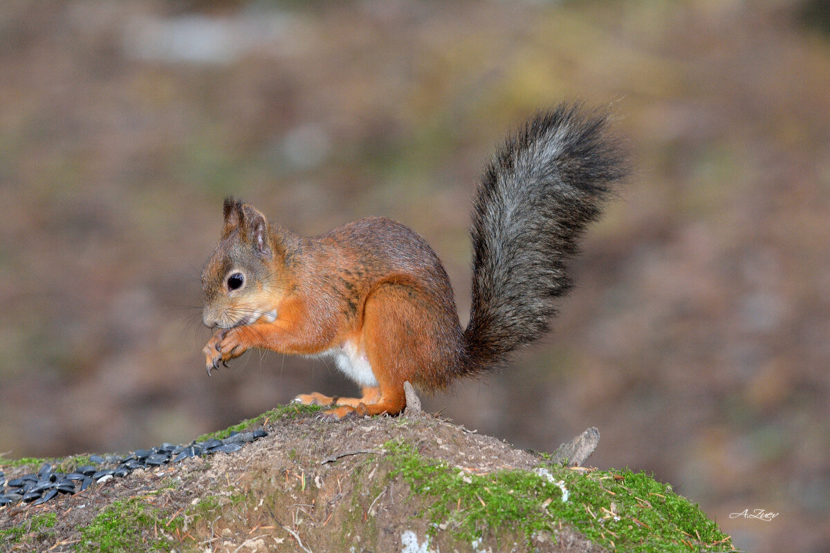 * - Александр Зуев