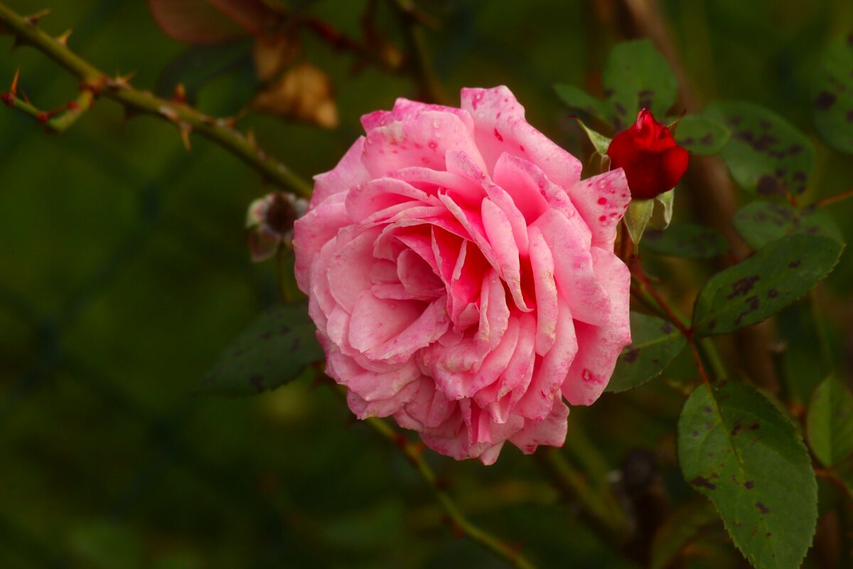 Доброе утро - Юрий. Шмаков