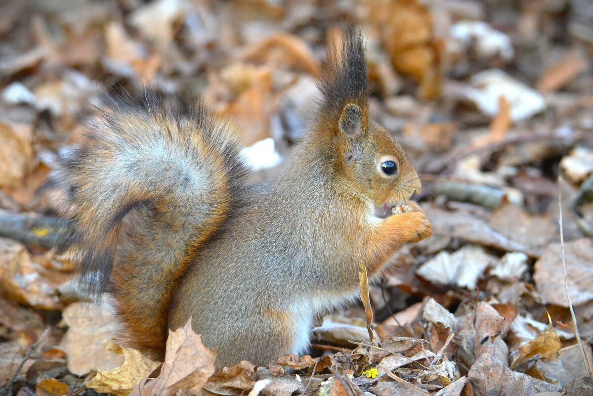 Белка - Константин Анисимов Белка - Константин Анисимов