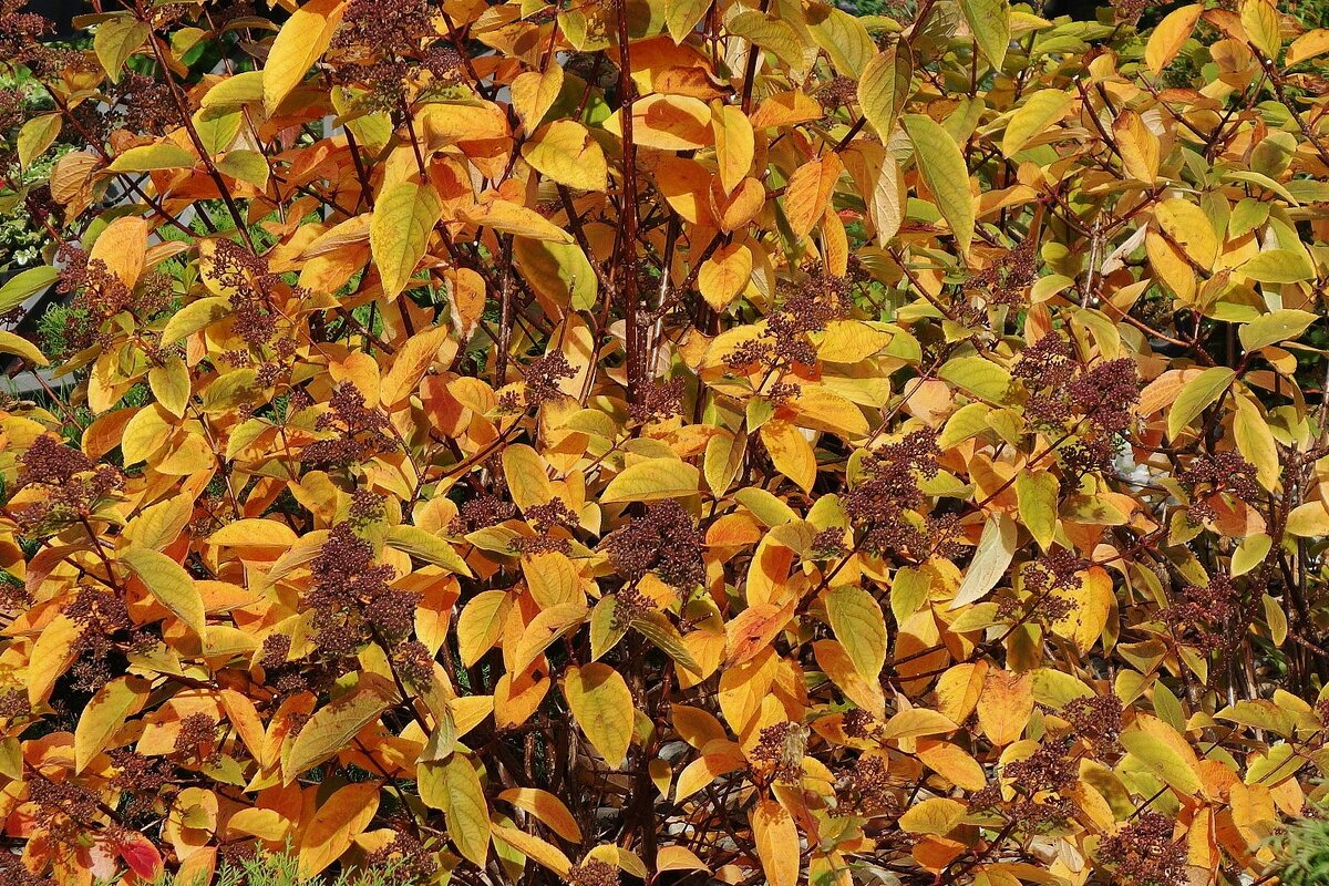 Осенний ковер - Рита Симонова