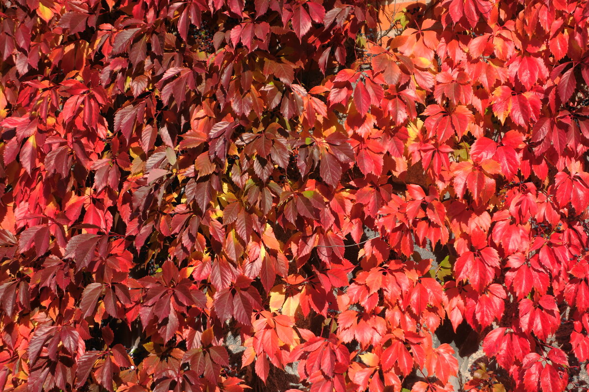 Осенний ковер - Рита Симонова