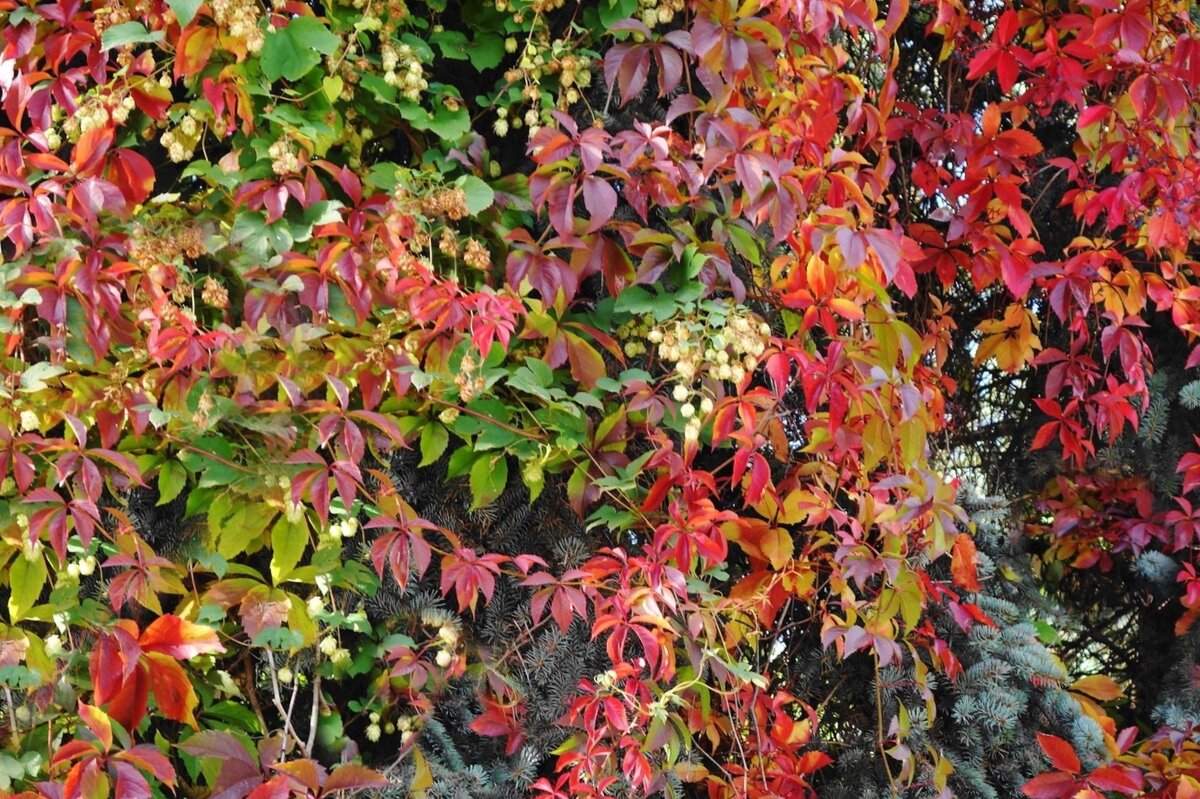 Осенний ковер - Рита Симонова