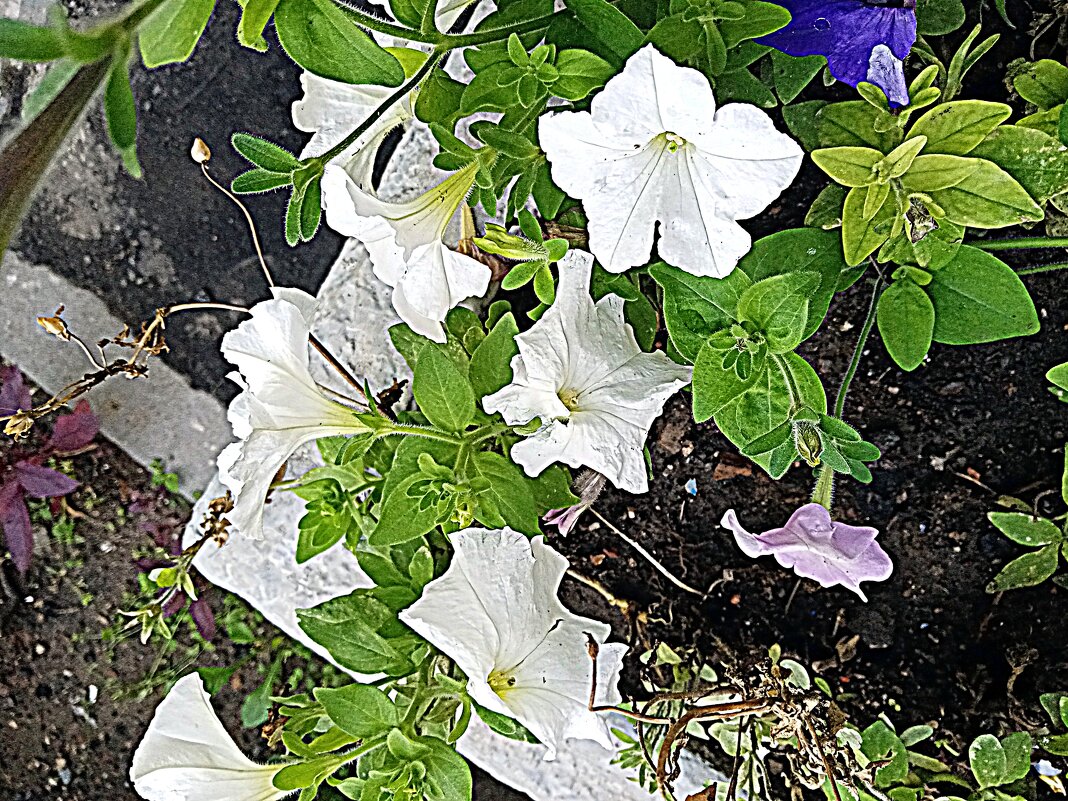 Цветы. - Владимир Драгунский Цветы. - Владимир Драгунский