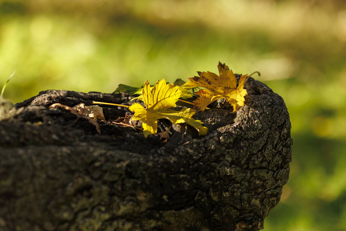 Этюды - Светлана Тихонина