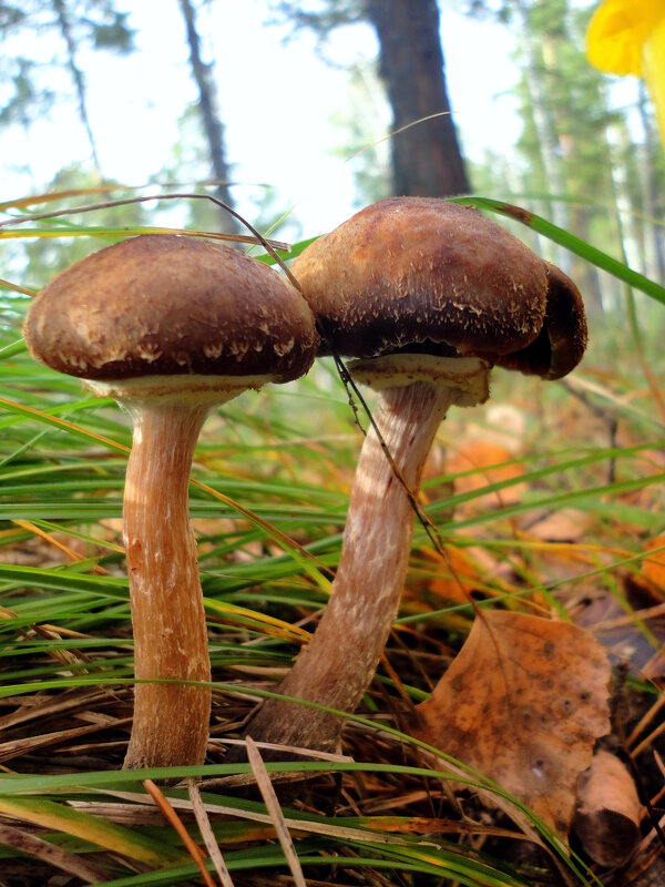 Братья опята. - nadyasilyuk Вознюк