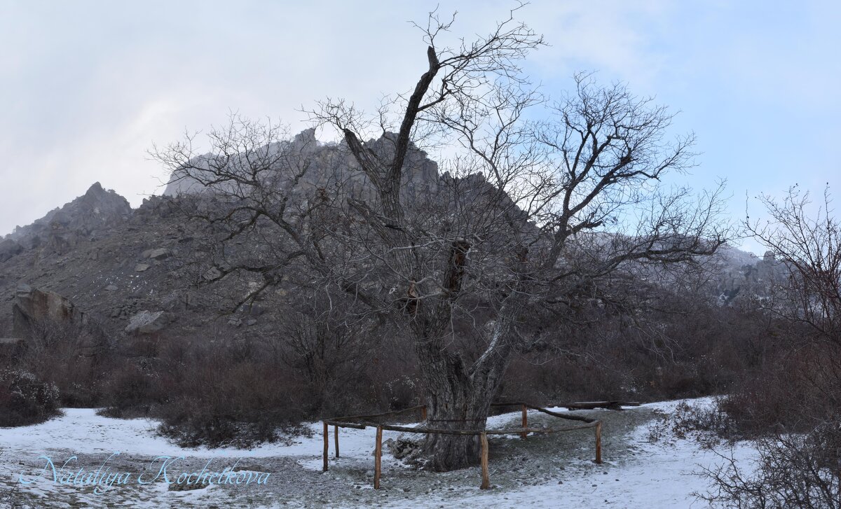 Природа Крыма - Amazing Cosmea
