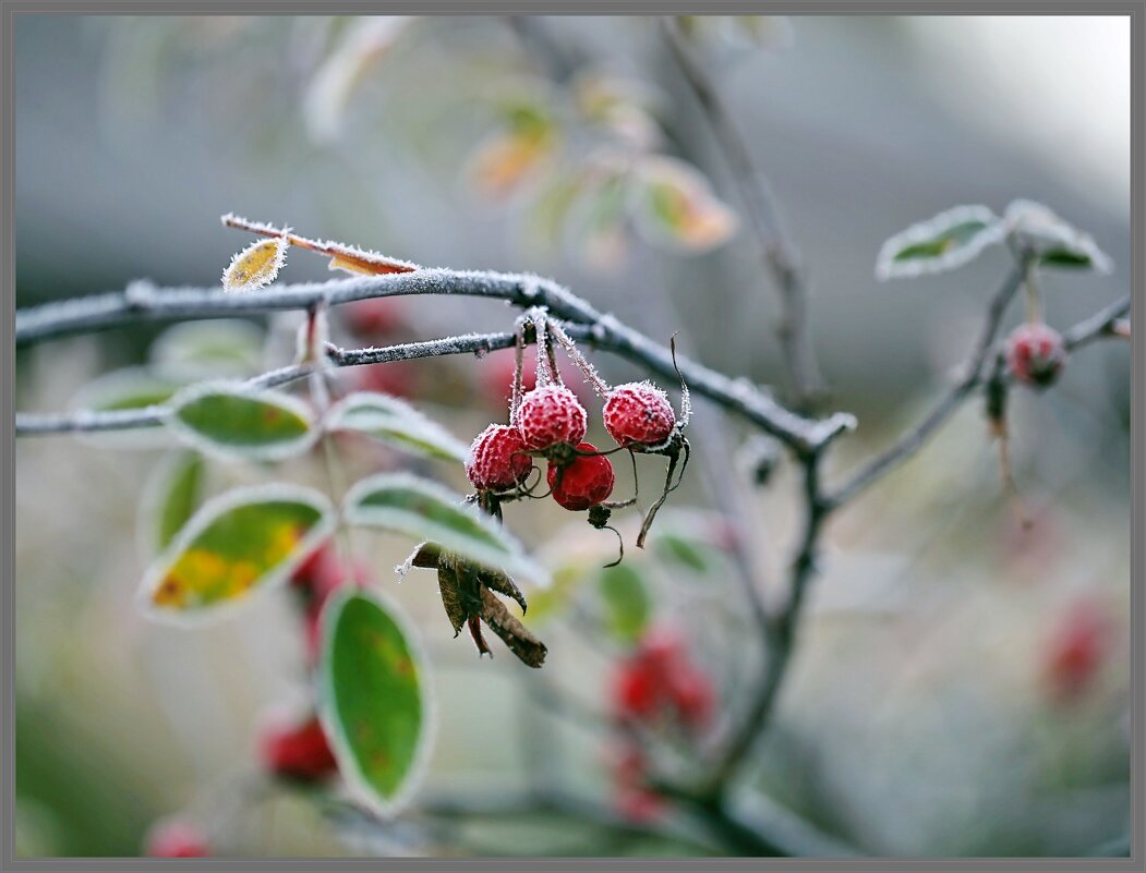 Заморозки - ZNatasha -