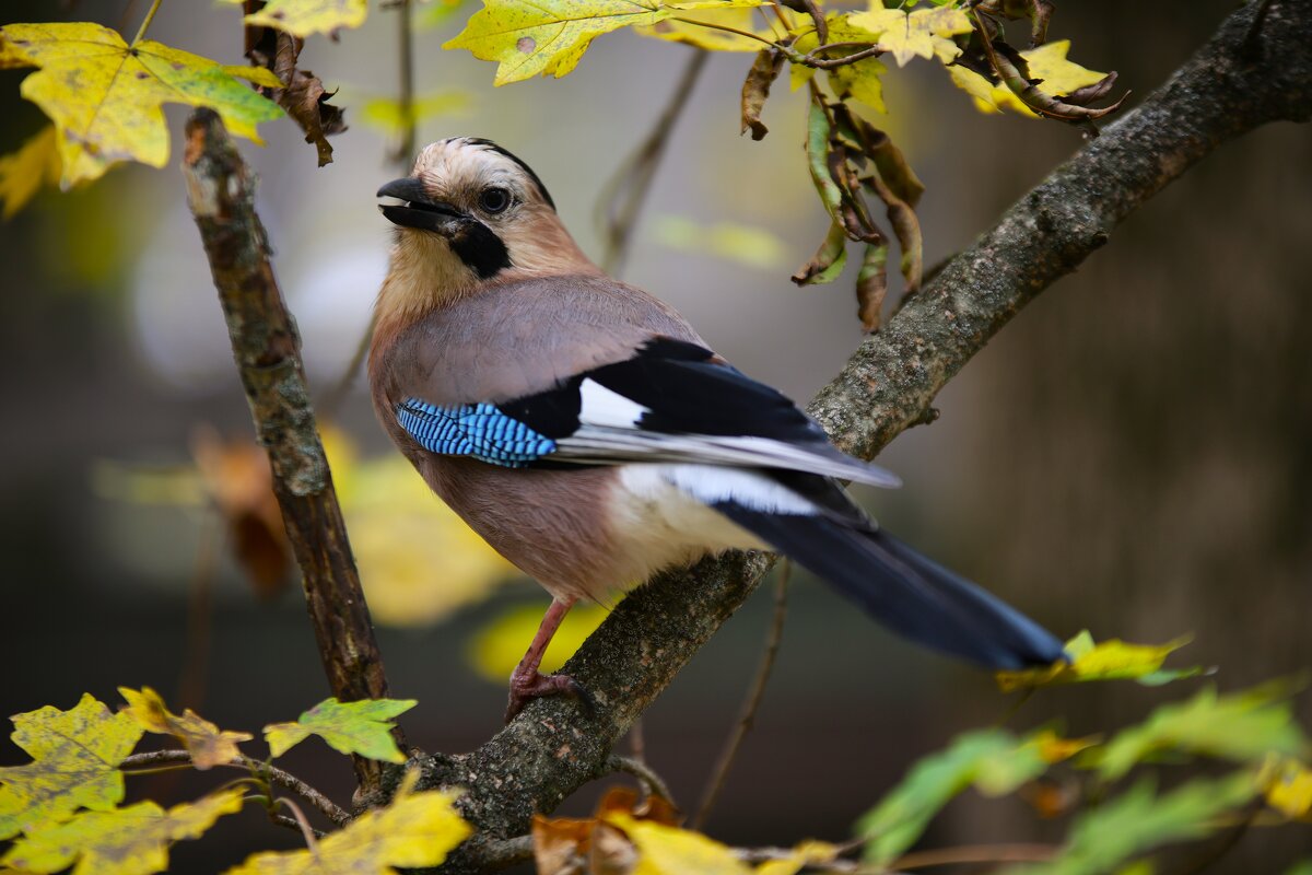 Cойка - Evgeny Mameev