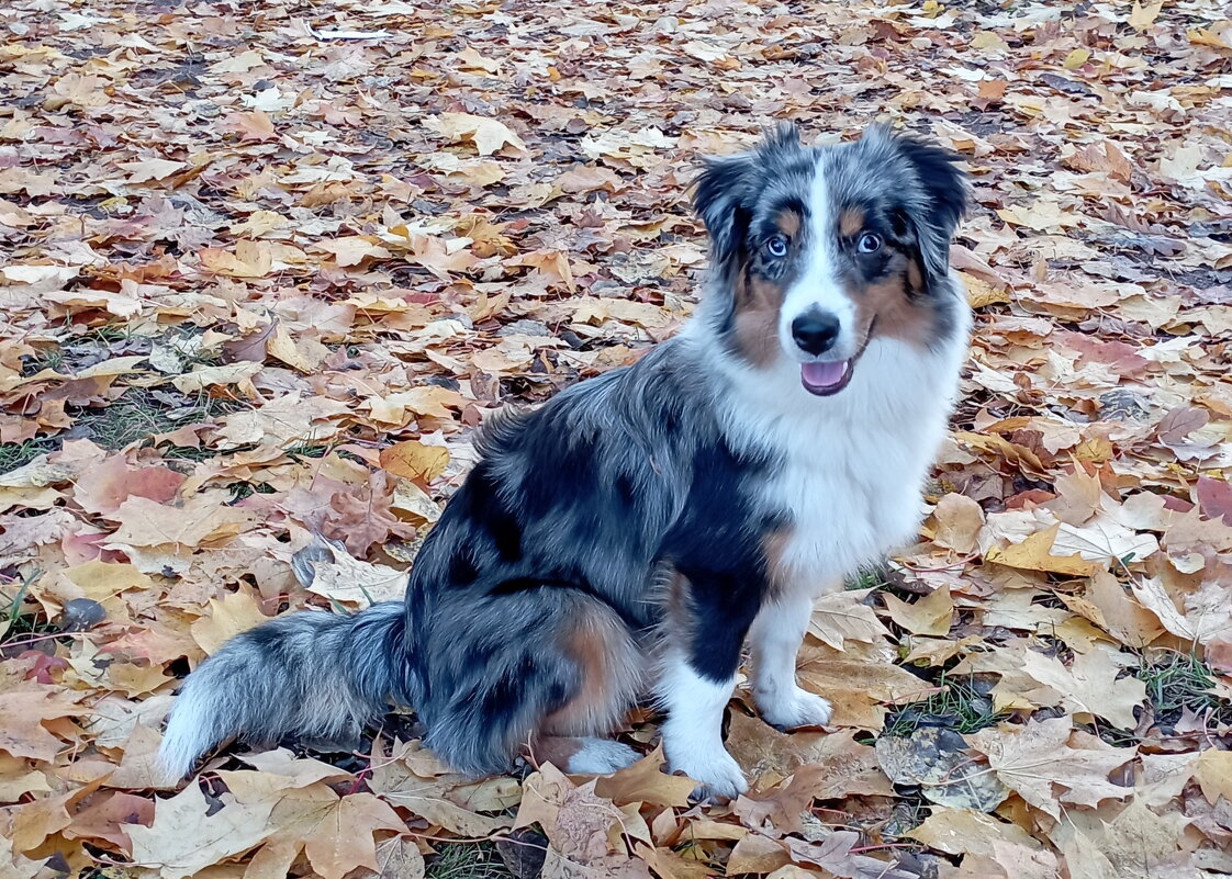 Миниатюрная австралийская овчарка - Николай 