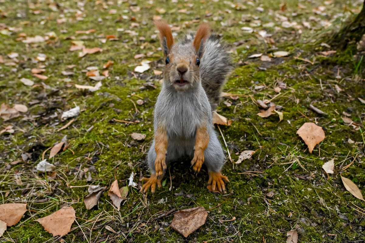 Привет! Чего звал? - Михаил Петрик