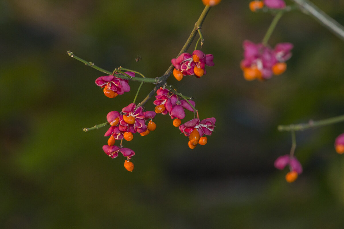 Бересклет Европейский - Алексей Булак Бересклет Европейский - Алексей Булак