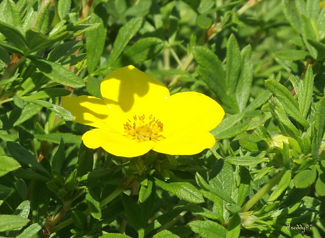 Лапчатка - Freddy 97