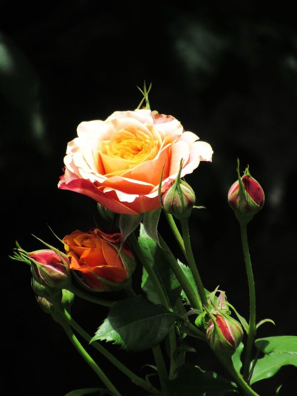 Розы... розы... - viach Розы... розы... - viach