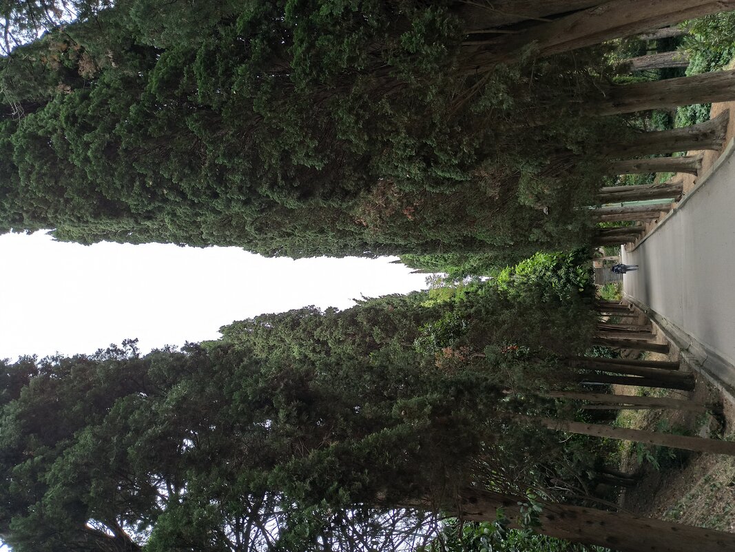 Парк санатория "Утес". Крым. - Галина Парк санатория "Утес". Крым. - Галина