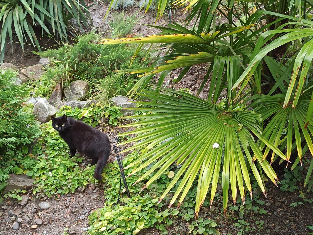 В Парке санатория "Утес". Крым. - Галина 