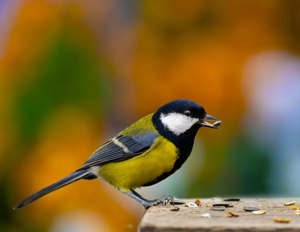 Синица... - Александр Посошенко