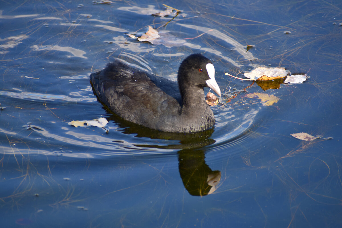 Лысуха - Nina Streapan