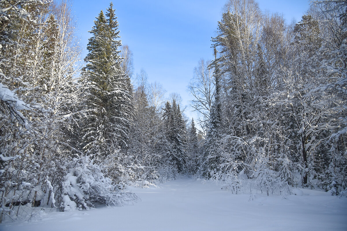 Дорога в тайге. - юрий Амосов