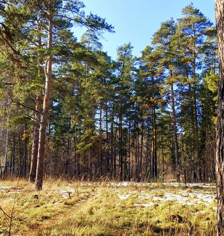 Сосновый бор . 26 10 2025 . - Мила Бовкун