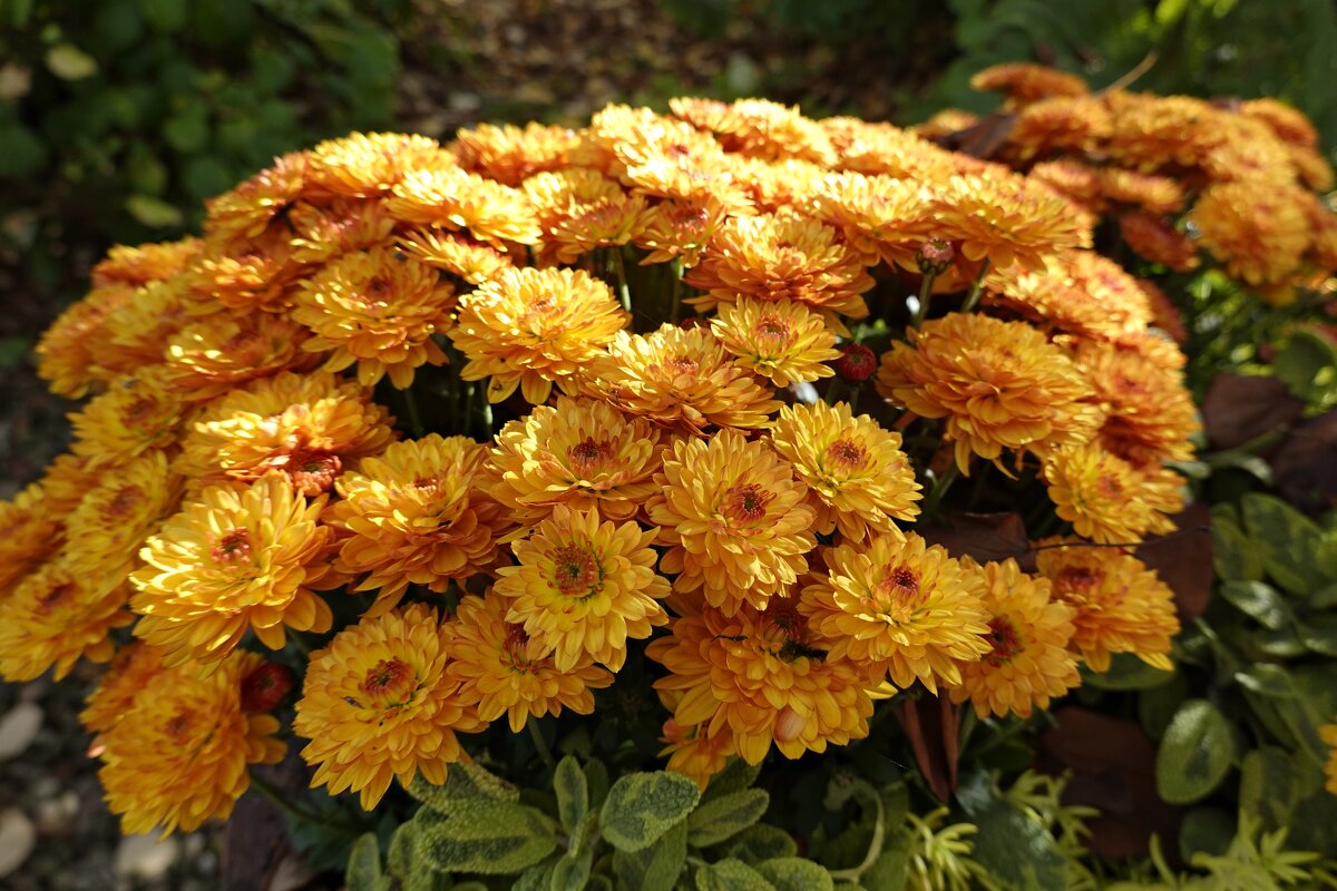 Поздней осенью взор мой чаруют хризантемы в саду ... - Галина 