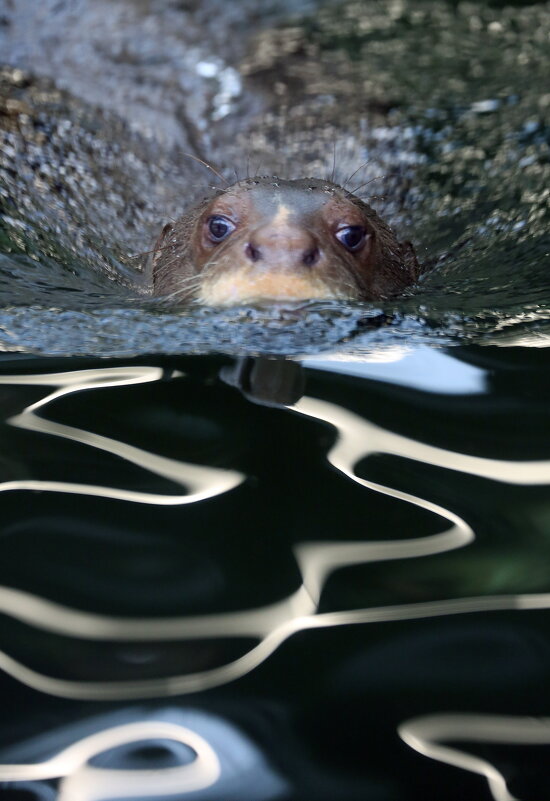 гигантские выдры - Михаил Бибичков