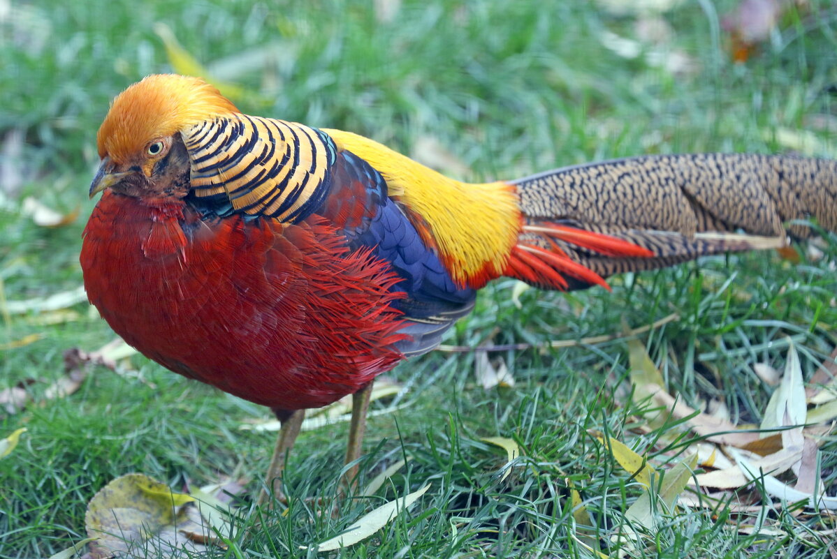золотой фазан - Михаил Бибичков золотой фазан - Михаил Бибичков