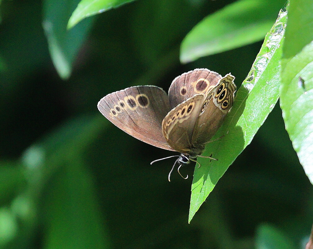 Про лето - Владилен Панченко