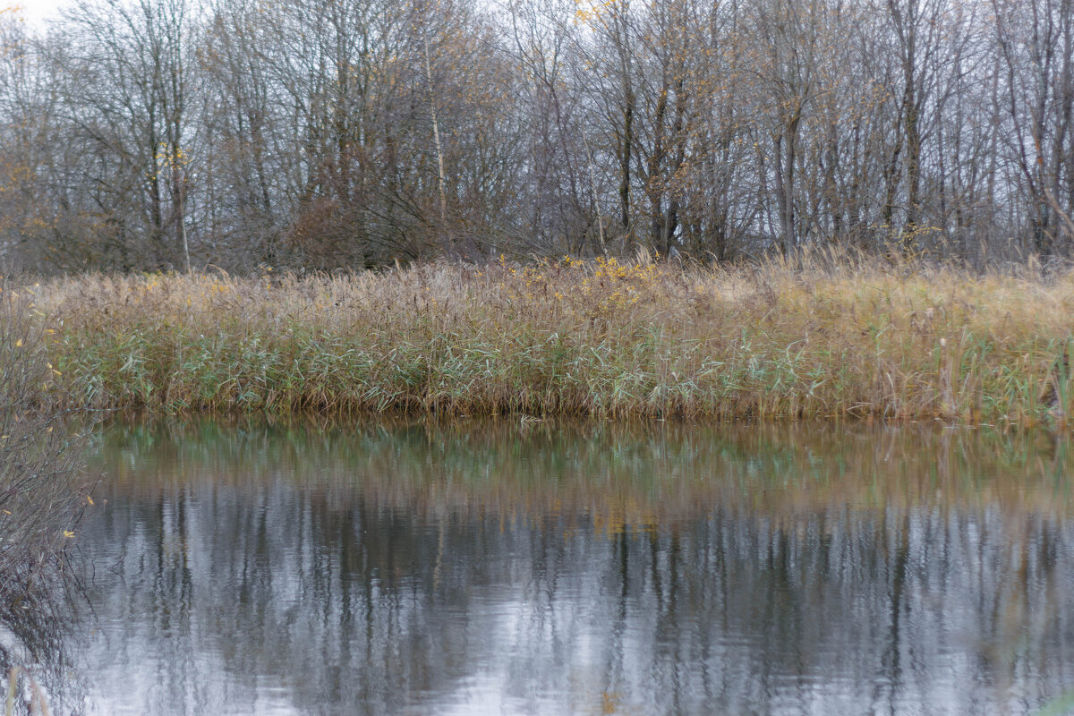 На пруду - Сергей Зонов