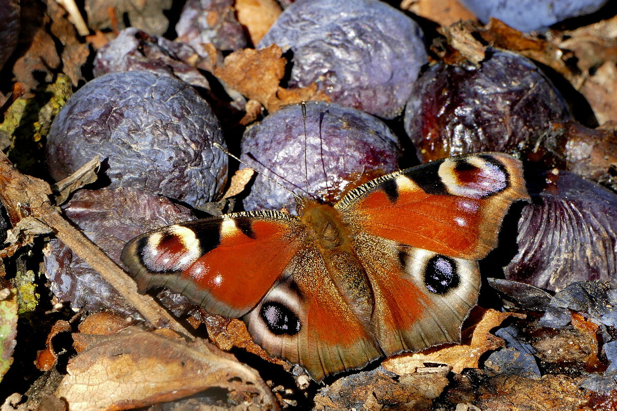из жизни насекомых 9 - Александр Прокудин