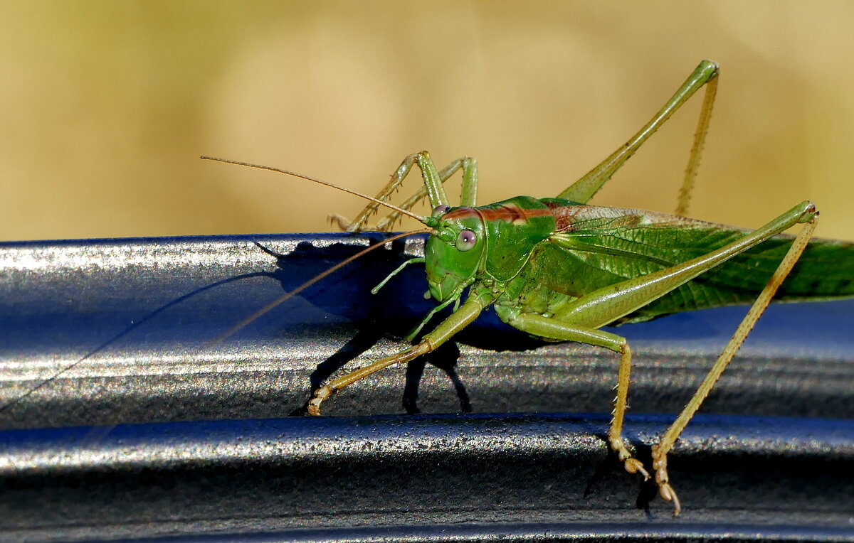 из жизни насекомых 6 - Александр Прокудин