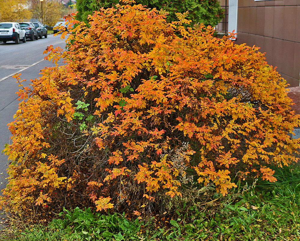 Куст шиповника в октябре - Светлана 