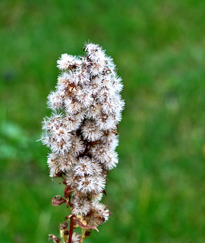 Пушистик - Светлана 