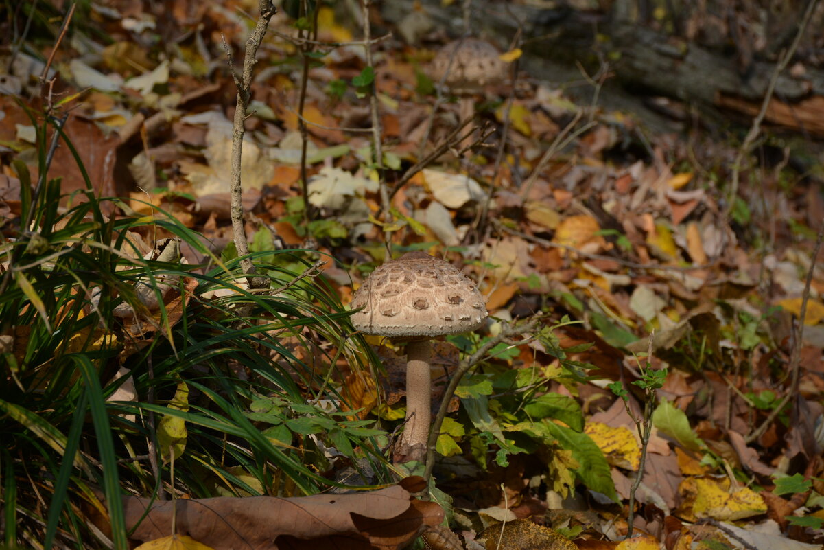 Осенний привет из молдавских лесов 2 - александр донченко