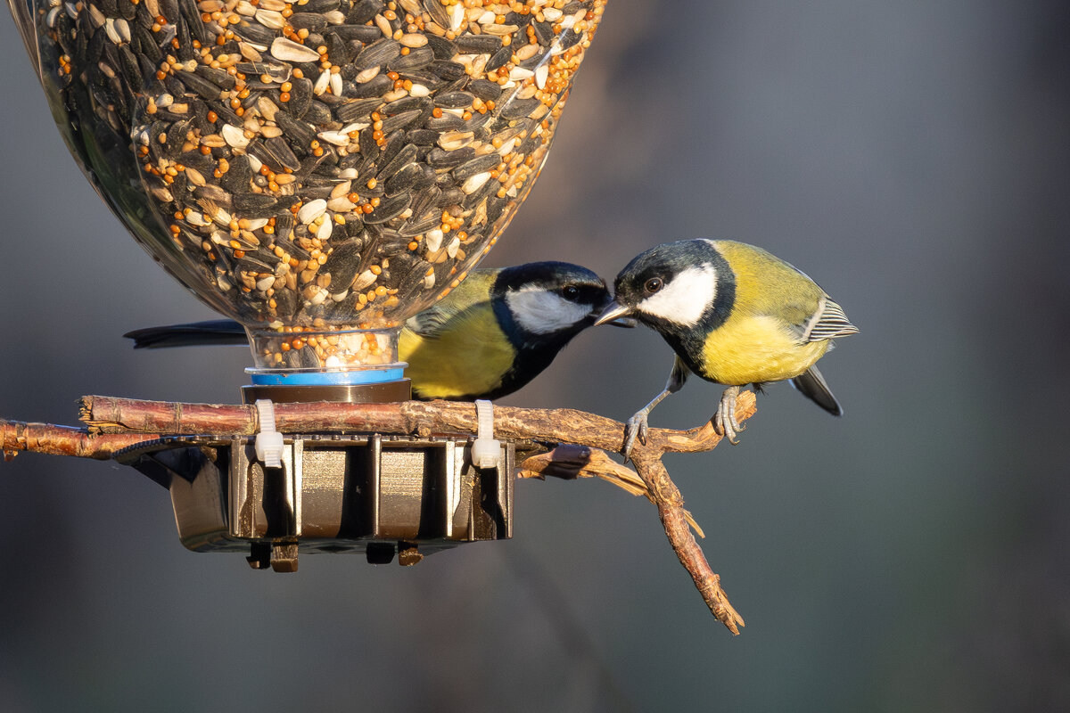 Слушай, что расскажу... - Сергей Брюшинин