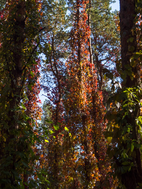 Прогулки по лесопарку - Евгений Мухин