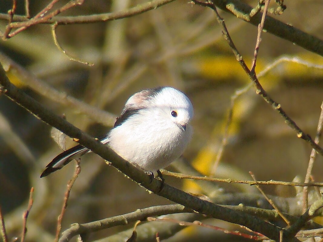 ополовник - gawrilа - dan