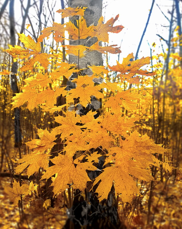 Осенне-кленовый букет - Андрей Зайцев