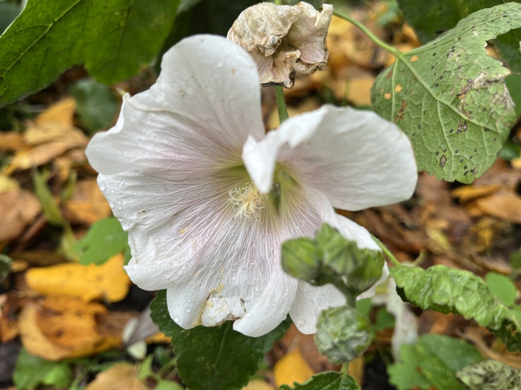 ***осенняя красота*** - Olga Oskolkova