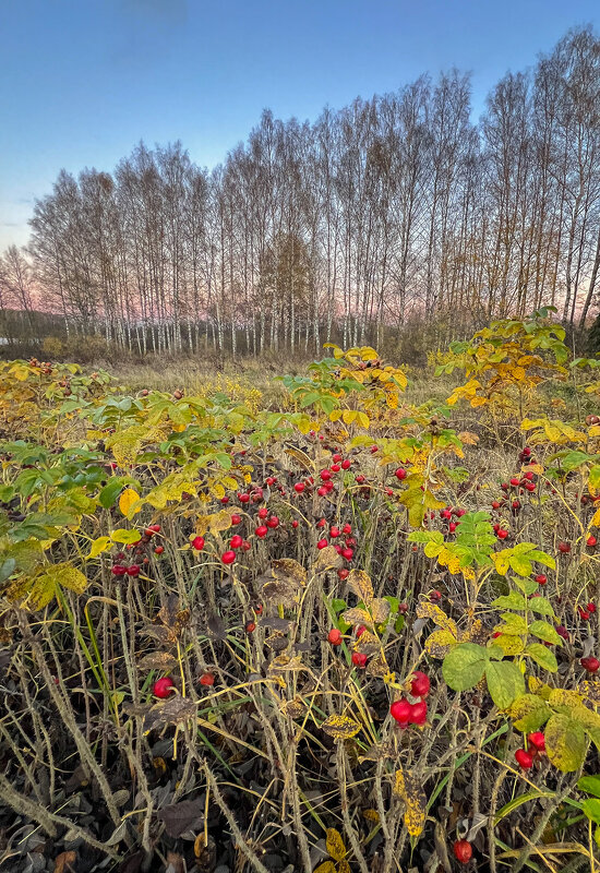 созрел шиповник - Galina 