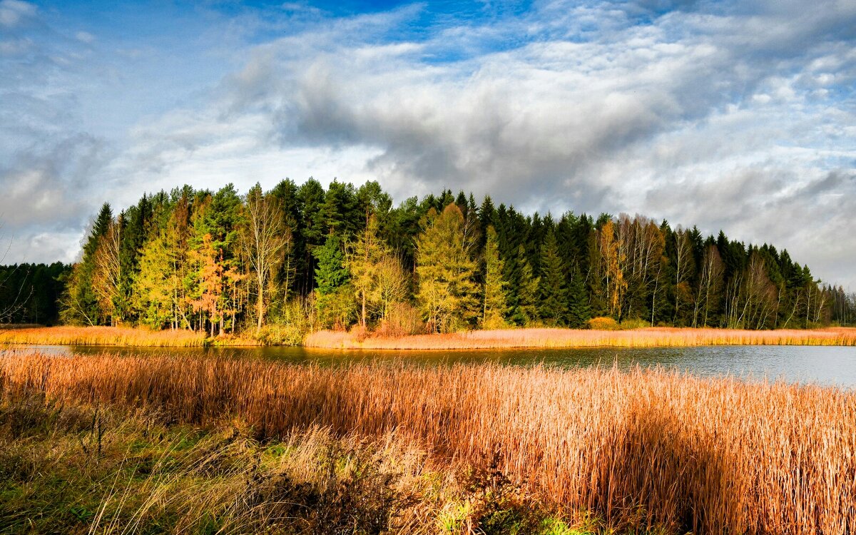 Деревья в солнечных лучах. - Милешкин Владимир Алексеевич 