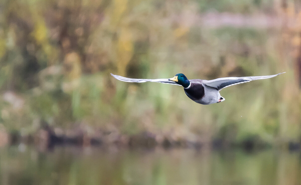 *** - Владимир Безбородов